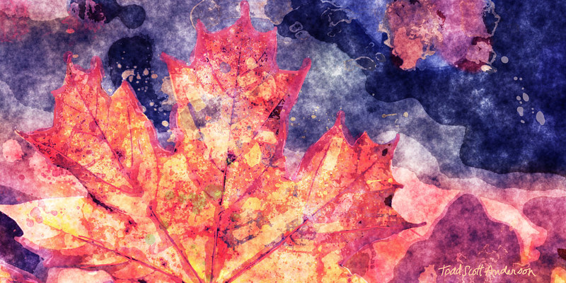 MAPLE LEAVES 9 M Print MAPLE LEAVES 9 M by Todd Scott Anderson