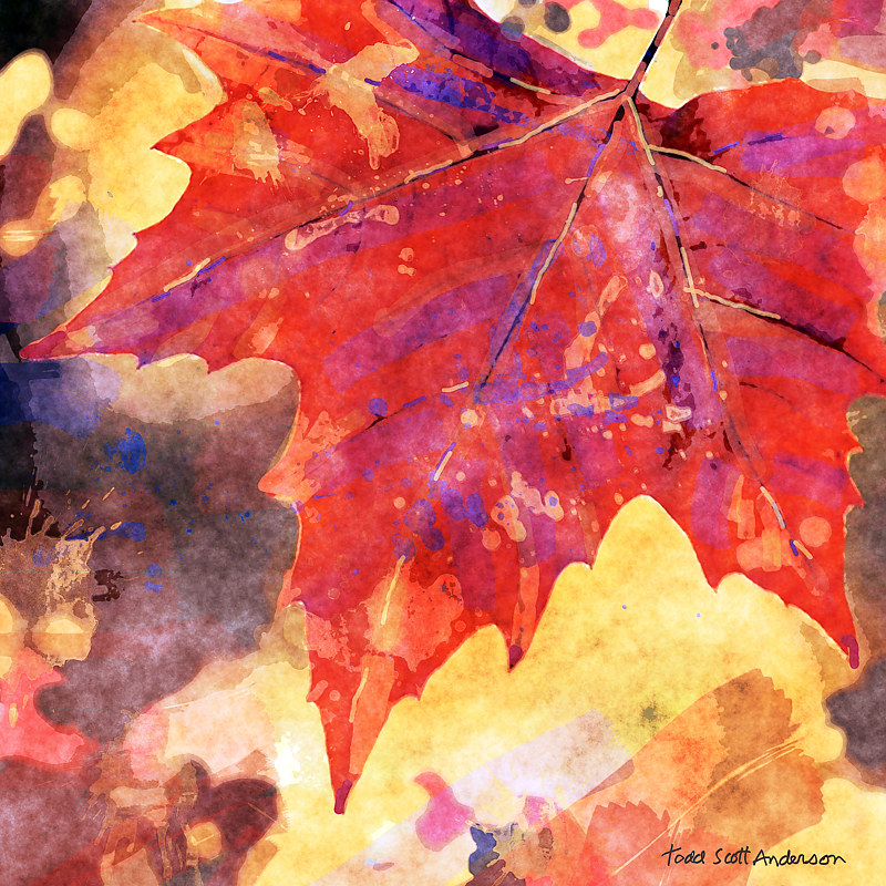 MAPLE LEAVES 10 M Print MAPLE LEAVES 10 M by Todd Anderson