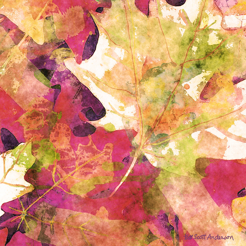 MAPLE LEAVES 11 M Print MAPLE LEAVES 11 M by Todd Anderson