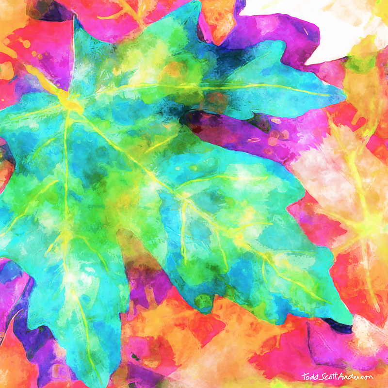 MAPLE LEAVES 12 M Print MAPLE LEAVES 12 M by Todd Scott Anderson