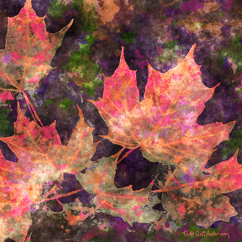 MAPLE LEAVES 14 M Print MAPLE LEAVES 14 M by Todd Scott Anderson