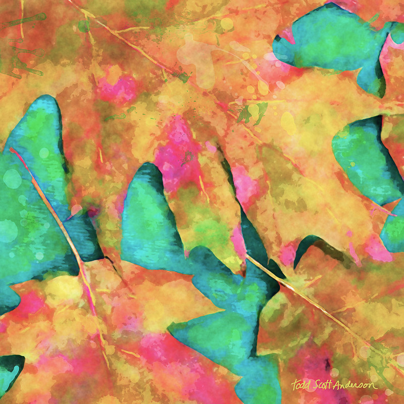 MAPLE LEAVES 30A M Print MAPLE LEAVES 30A M by Todd Anderson