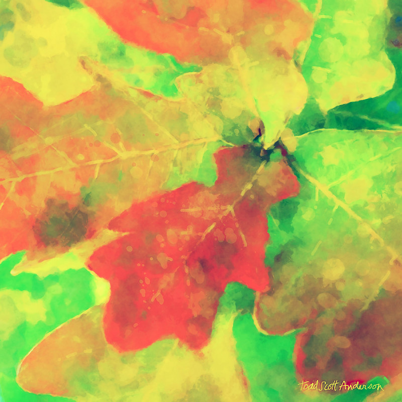 OAK LEAVES 17 M Print OAK LEAVES 17 M by Todd Scott Anderson