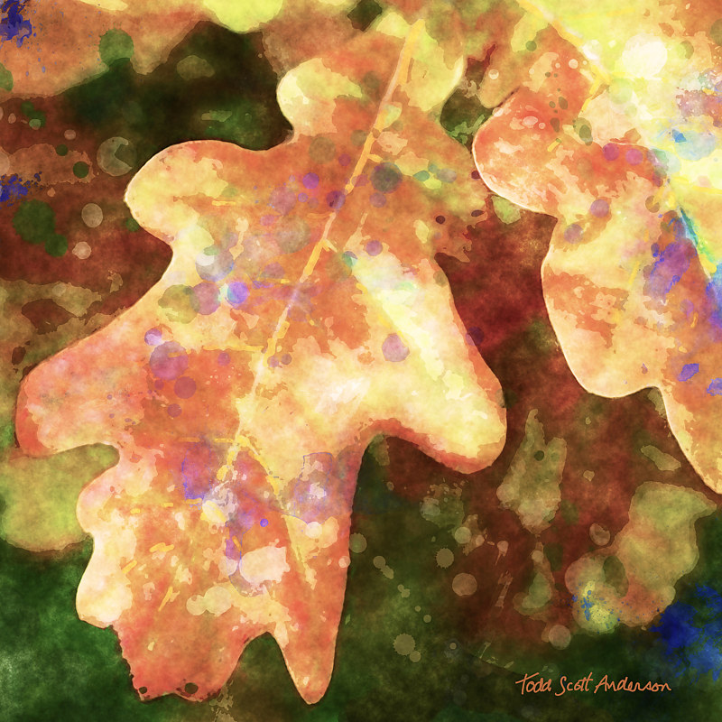 OAK LEAVES 22 M Print OAK LEAVES 22 M by Todd Scott Anderson