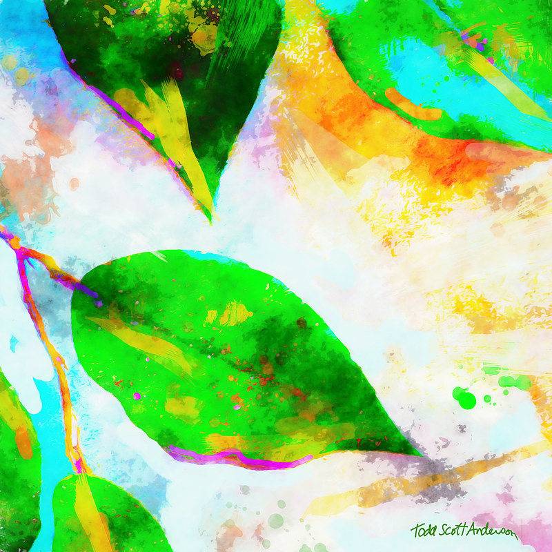 FICUS 20 T Print FICUS 20 T by Todd Scott Anderson