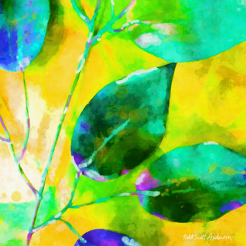 FICUS 11 T Print FICUS 11 T by Todd Scott Anderson
