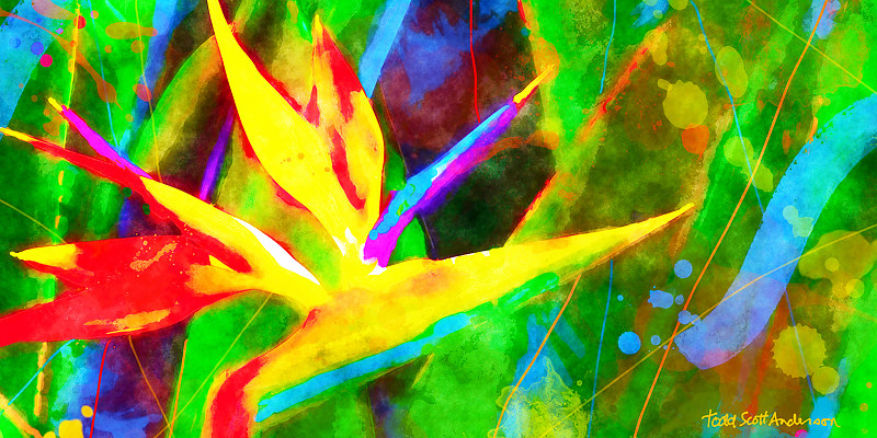BIRD OF PARADISE 16 T Print BIRD OF PARADISE 16 T by Todd Anderson