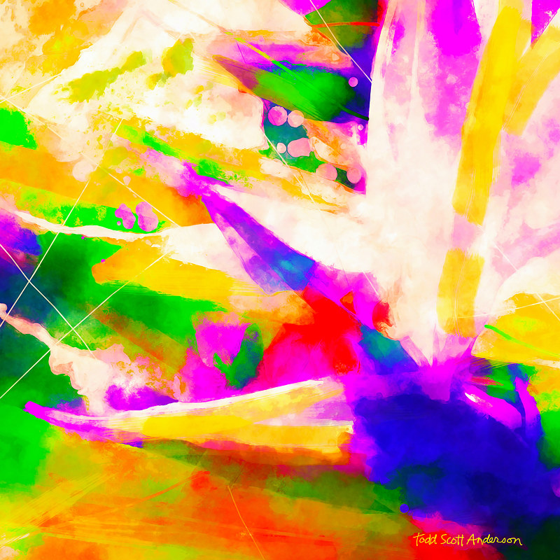 BIRD OF PARADISE 14 T Print BIRD OF PARADISE 14 T by Todd Scott Anderson