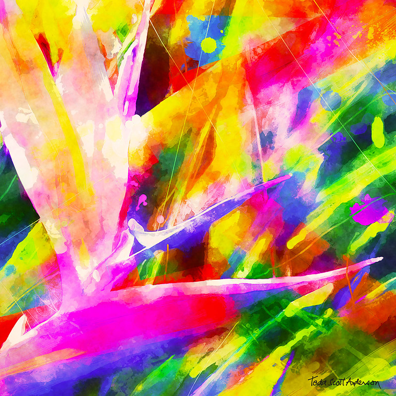 BIRD OF PARADISE 10 T Print BIRD OF PARADISE 10 T by Todd Scott Anderson