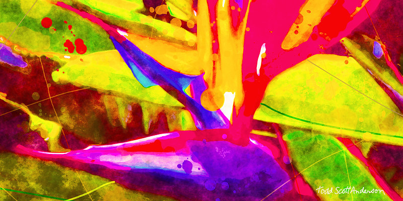 BIRD OF PARADISE 8 T Print BIRD OF PARADISE 8 T by Todd Scott Anderson
