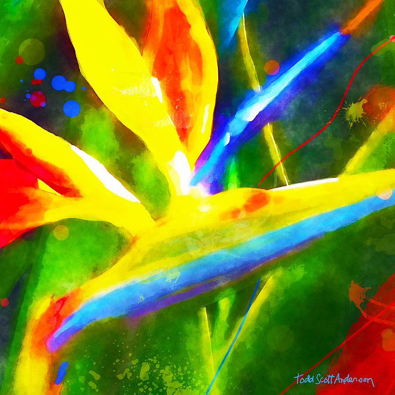 BIRD OF PARADISE 6 T Print BIRD OF PARADISE 6 T by Todd Scott Anderson