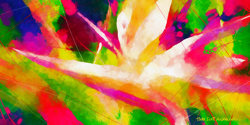 BIRD OF PARADISE 5 T Print BIRD OF PARADISE 5 T by Todd Scott Anderson