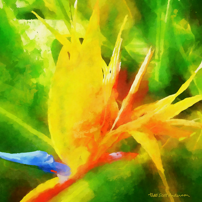 BIRD OF PARADISE 2 T Print BIRD OF PARADISE 2 T by Todd Scott Anderson