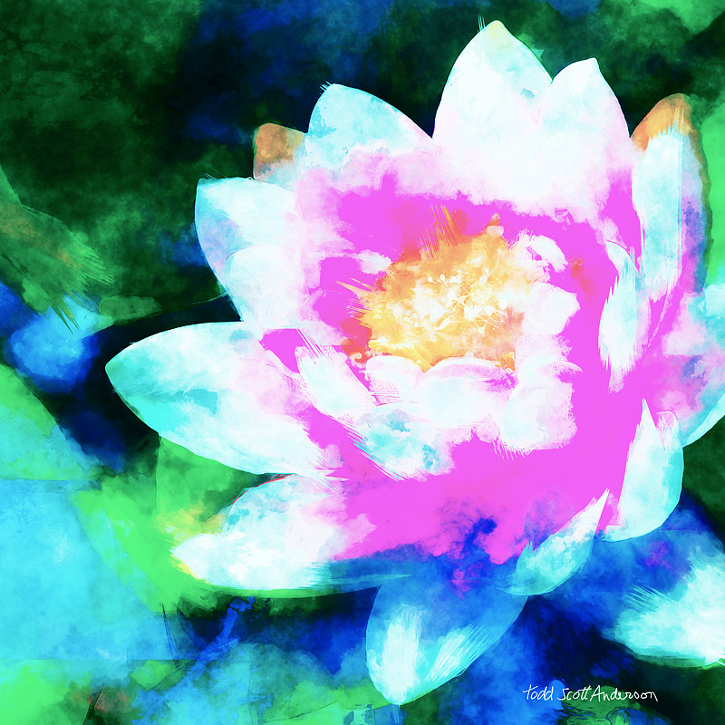 WATER LILY 16 T Print WATER LILY 16 T by Todd Anderson