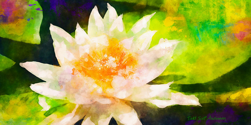 WATER LILY 15 T Print WATER LILY 15 T by Todd Scott Anderson