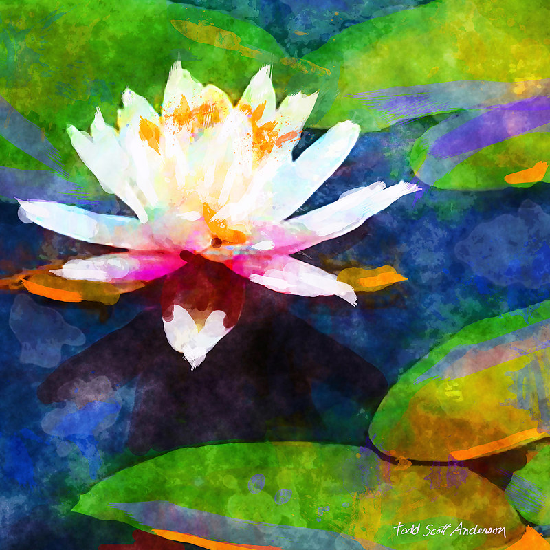 WATER LILY 12 T Print WATER LILY 12 T by Todd Scott Anderson