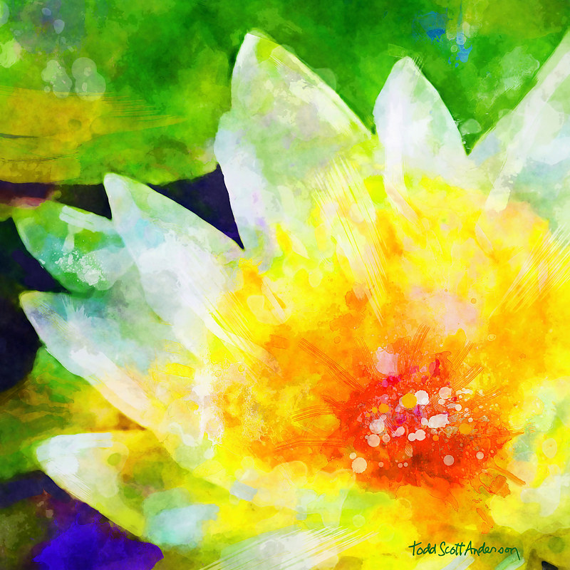 WATER LILY 6 T Print WATER LILY 6 T by Todd Scott Anderson