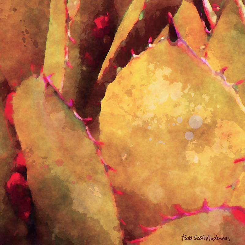 SONORA AGAVE 19 D Print SONORA AGAVE 19 D by Todd Scott Anderson