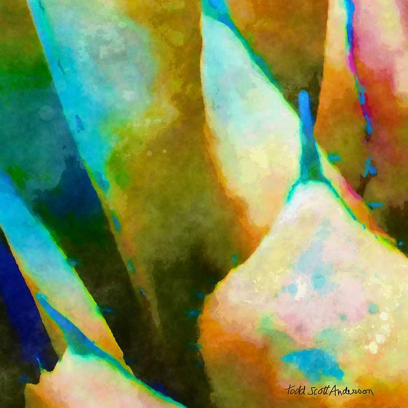 SONORA AGAVE 14 D Print SONORA AGAVE 14 D by Todd Scott Anderson