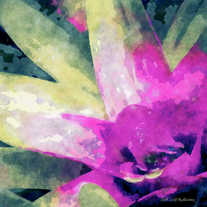 SONORA FLORA 5 D Print SONORA FLORA 5 D by Todd Scott Anderson