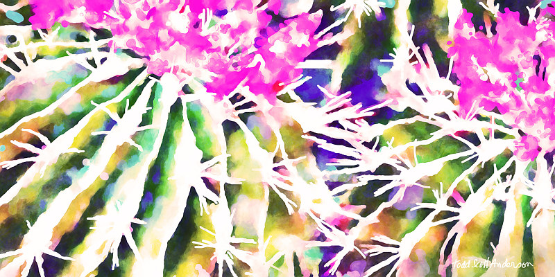 MOJAVE CACTUS 15 D Print MOJAVE CACTUS 15 D by Todd Anderson