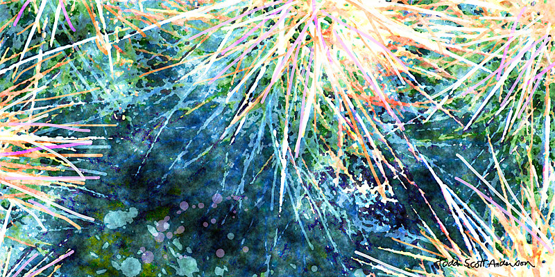 MOJAVE CACTUS 16 D Print MOJAVE CACTUS 16 D by Todd Scott Anderson