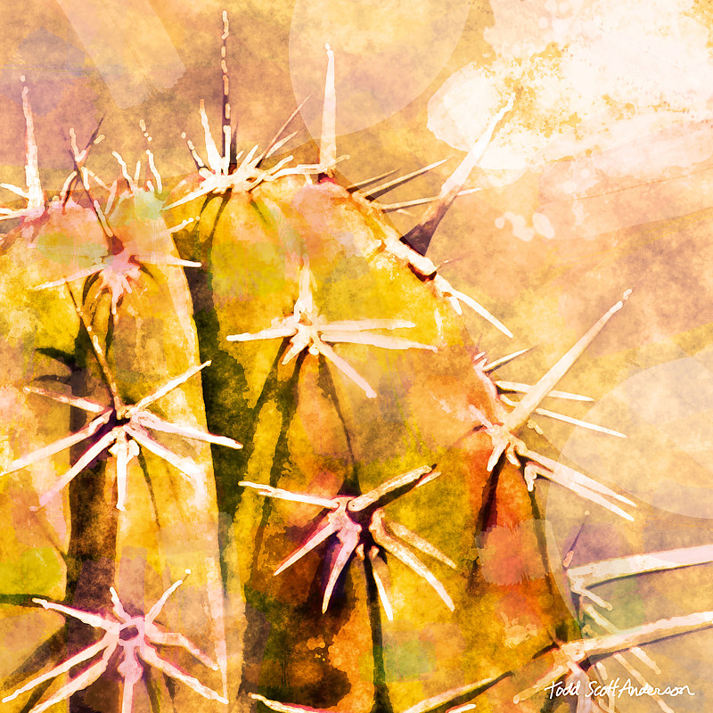 SONORA SAGUARO 6 D Print SONORA SAGUARO 6 D by Todd Scott Anderson