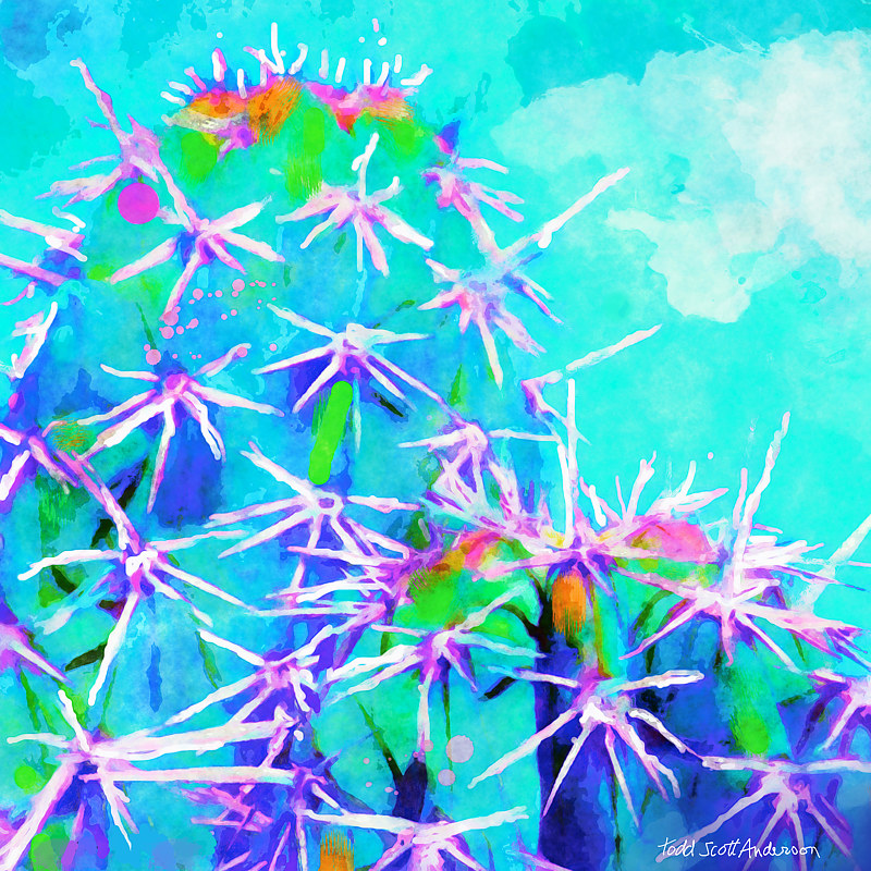 SONORA SAGUARO 8 M Print SONORA SAGUARO 8 M by Todd Anderson