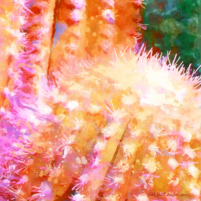 MOJAVE CATUS 22 D Print MOJAVE CATUS 22 D by Todd Anderson