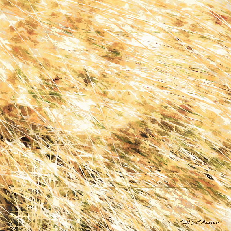PRAIRIE GRASS 33 P Print PRAIRIE GRASS 33 P by Todd Scott Anderson
