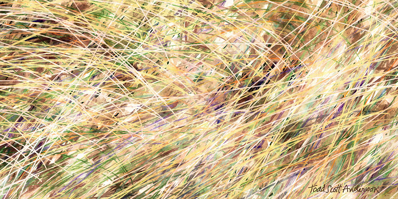 PRAIRIE GRASS 27 P Print PRAIRIE GRASS 27 P by Todd Anderson