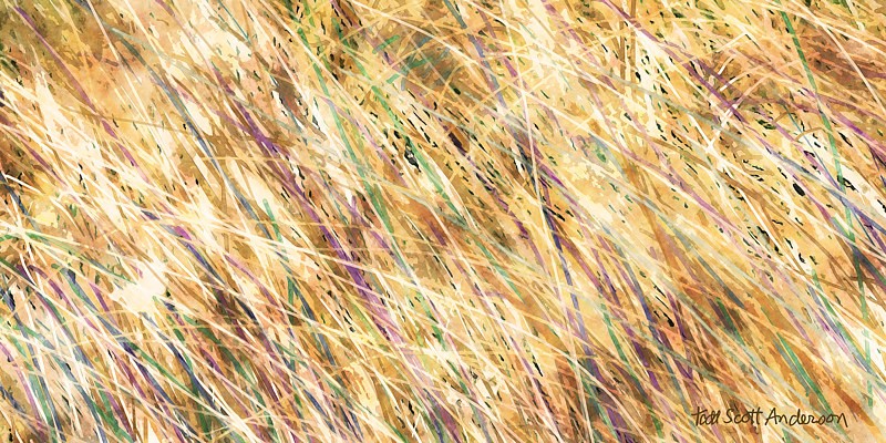 PRAIRIE GRASS 23 P Print PRAIRIE GRASS 23 P by Todd Scott Anderson