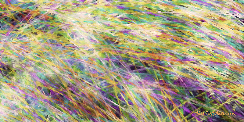 PRAIRIE GRASS 21 P Print PRAIRIE GRASS 21 P by Todd Scott Anderson