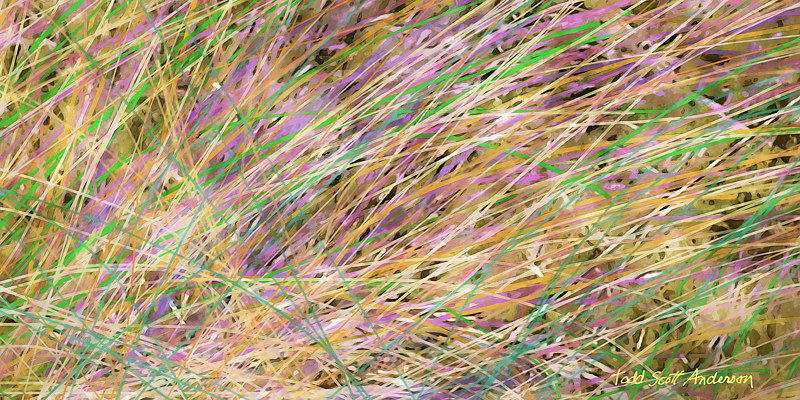 PRAIRIE GRASS 19 P Print PRAIRIE GRASS 19 P by Todd Scott Anderson