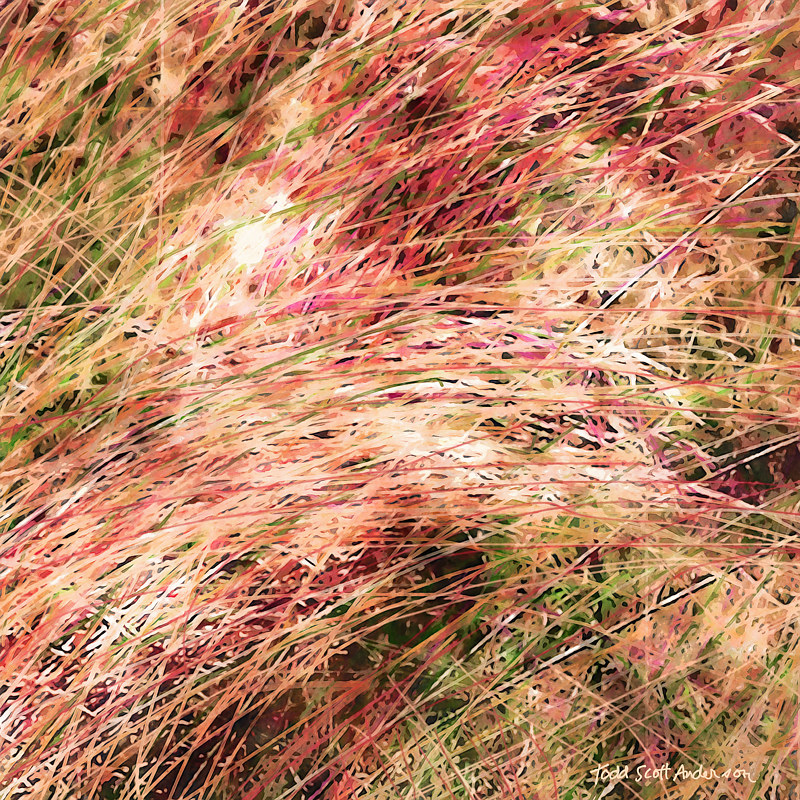 PRAIRIE GRASS 18 P Print PRAIRIE GRASS 18 P by Todd Scott Anderson