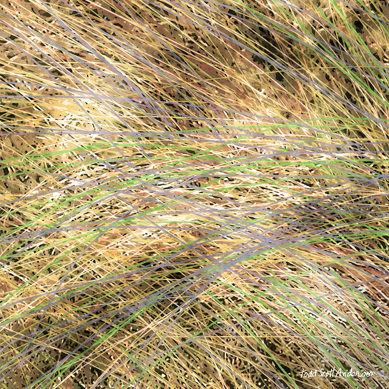 PRAIRIE GRASS 16 P Print PRAIRIE GRASS 16 P by Todd Anderson