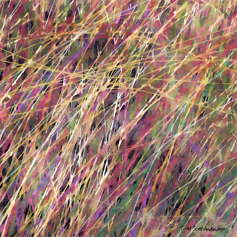 PRAIRIE GRASS 14 P Print PRAIRIE GRASS 14 P by Todd Scott Anderson