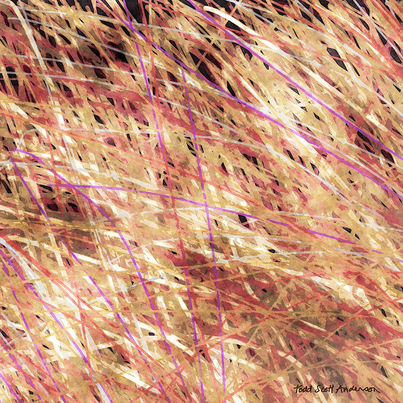 PRAIRIE GRASS 11 P Print PRAIRIE GRASS 11 P by Todd Scott Anderson