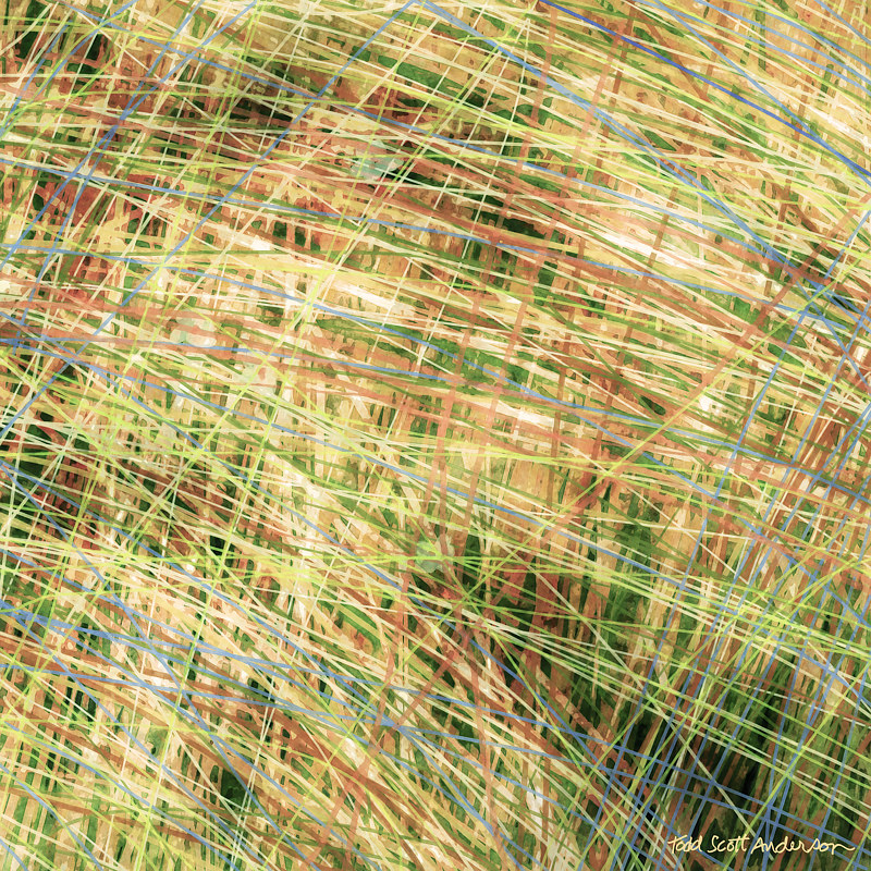 PRAIRIE GRASS 9 P Print PRAIRIE GRASS 9 P by Todd Scott Anderson