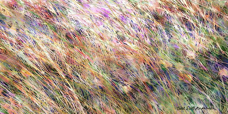PRAIRIE GRASS 1 P Print PRAIRIE GRASS 1 P by Todd Anderson