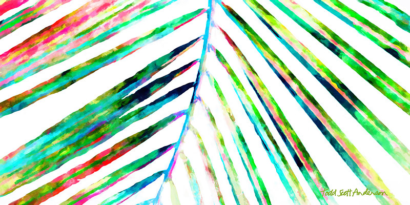 PALM ON WHITE 14 WP Print PALM ON WHITE 14 WP by Todd Scott Anderson