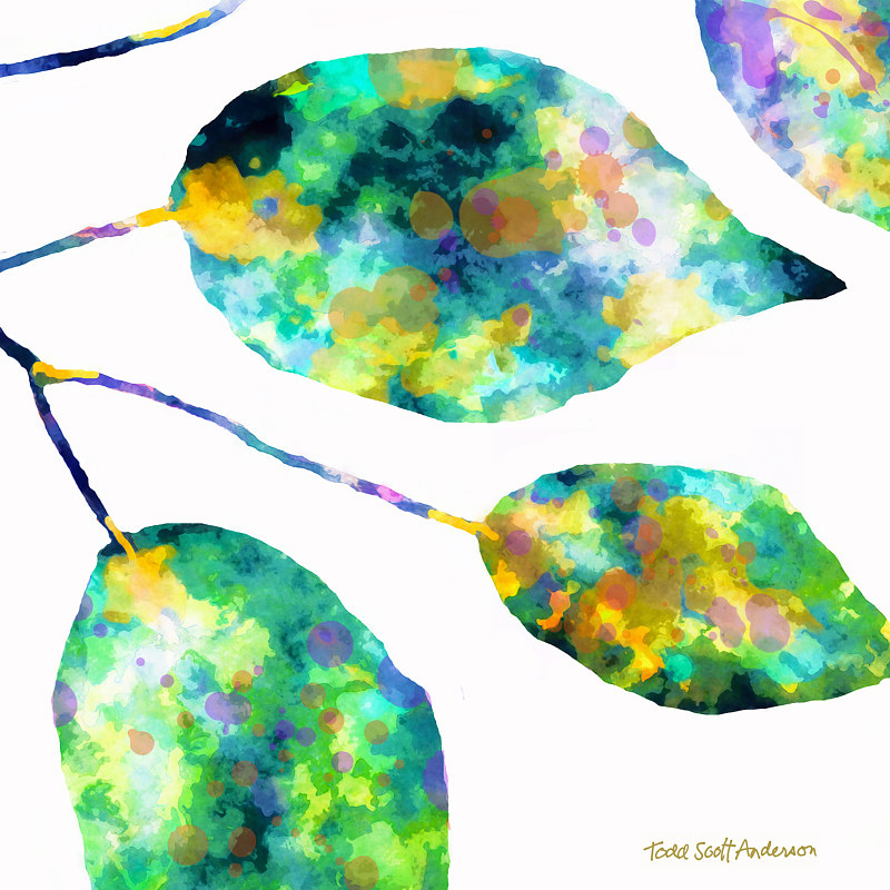 FICUS ON WHITE 11 WF Print FICUS ON WHITE 11 WF by Todd Scott Anderson