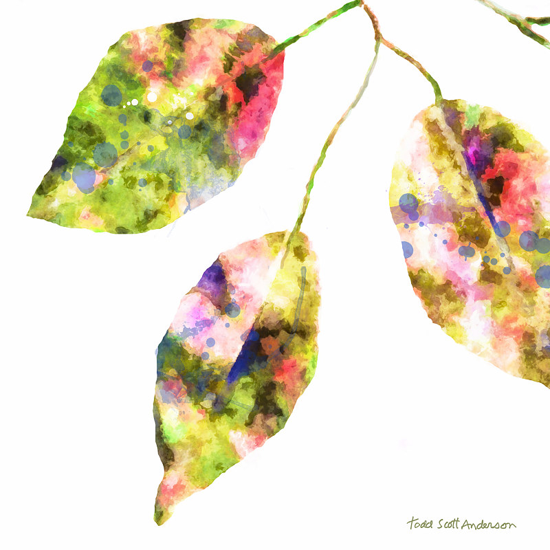 FICUS ON WHITE 4 WF Print FICUS ON WHITE 4 WF by Todd Scott Anderson