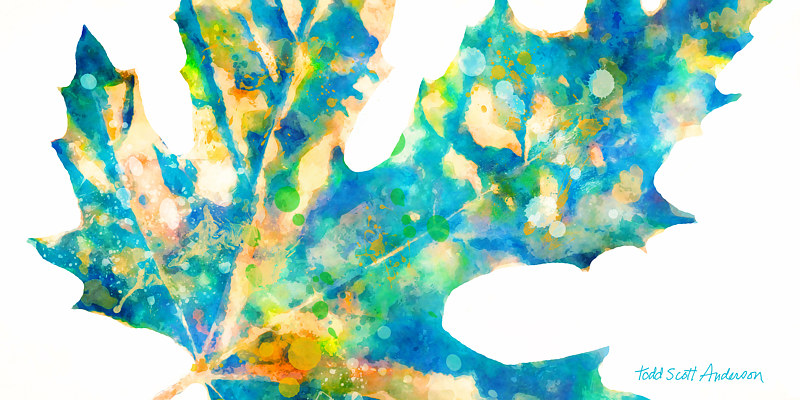 MAPLE ON WHITE 11 WM Print MAPLE ON WHITE 11 WM by Todd Scott Anderson