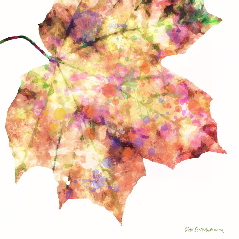 MAPLE ON WHITE 10 WM Print MAPLE ON WHITE 10 WM by Todd Scott Anderson