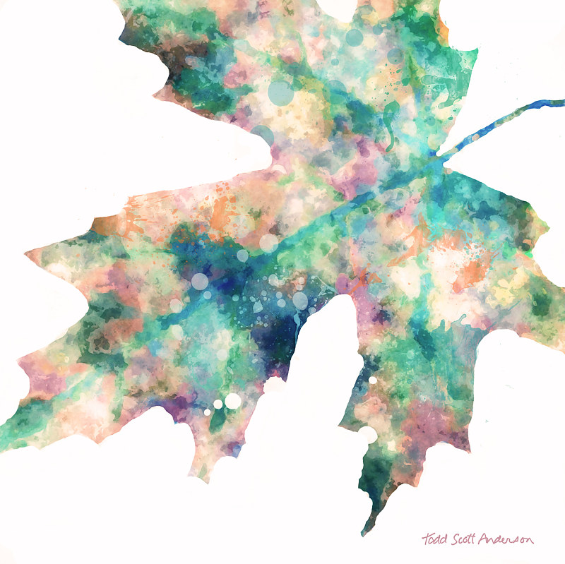 MAPLE ON WHITE 8 WM Print MAPLE ON WHITE 8 WM by Todd Scott Anderson
