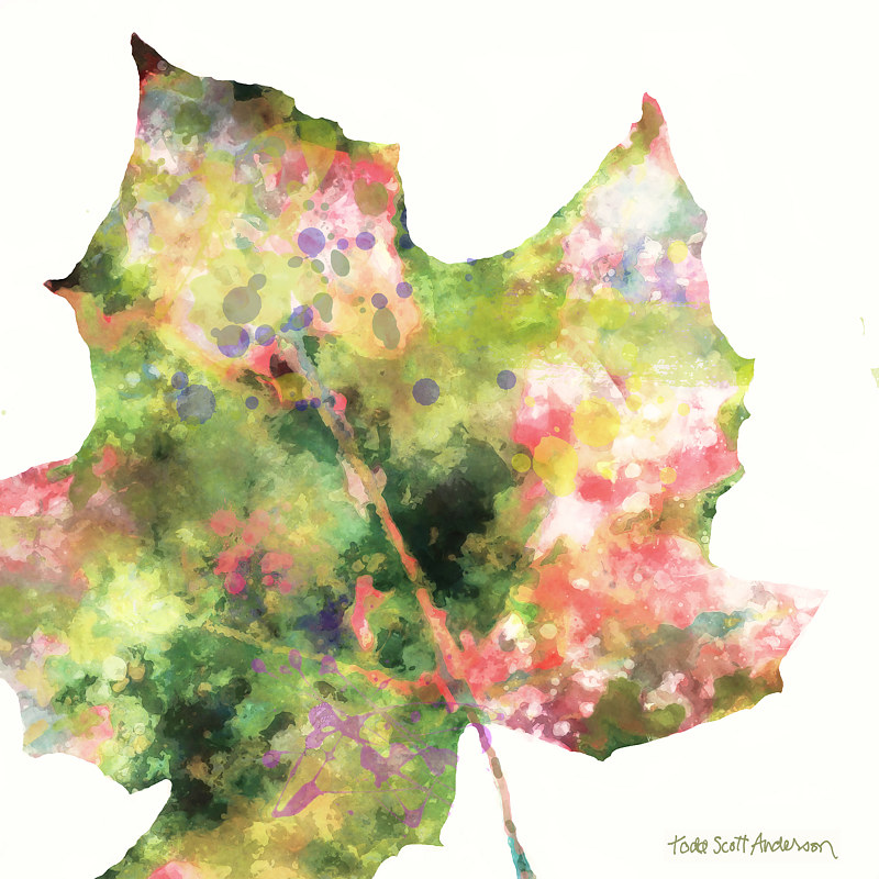 MAPLE ON WHITE 5 WM Print MAPLE ON WHITE 5 WM by Todd Scott Anderson