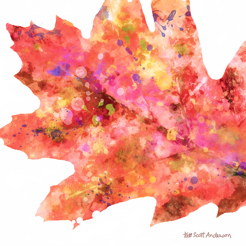 OAK ON WHITE 11 WO Print OAK ON WHITE 11 WO by Todd Scott Anderson