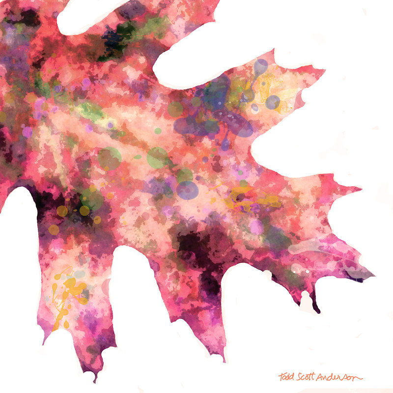OAK ON WHITE 8 WO Print OAK ON WHITE 8 WO by Todd Scott Anderson