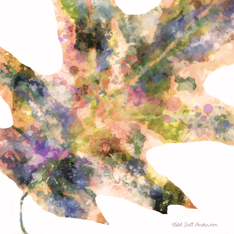 OAK ON WHITE 2 WO Print OAK ON WHITE 2 WO by Todd Scott Anderson